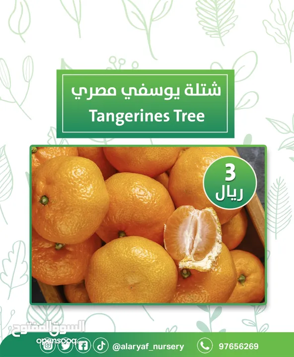 شتلات وأشجار البرتقال والحمضيات من مشتل الأرياف  أسعار منافسة نارنگی /  میندر کا درخت orange tree