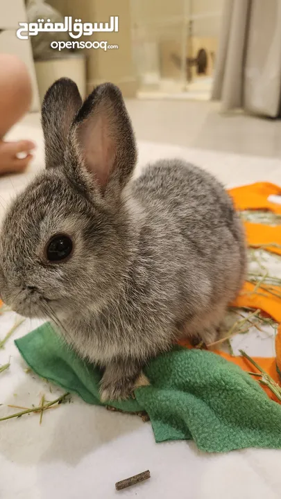 ارنب نوع قزم نيذرلاند  Netherland Dwarf rabbit for sale - يباع الارنبين معا