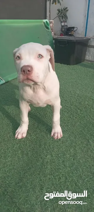 pitbull size XXXL puppy 4 month