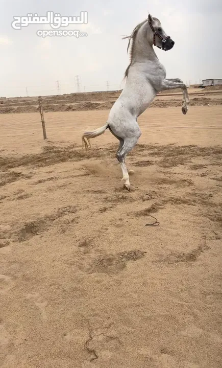 للبيع حصان عربي مع اوراقه