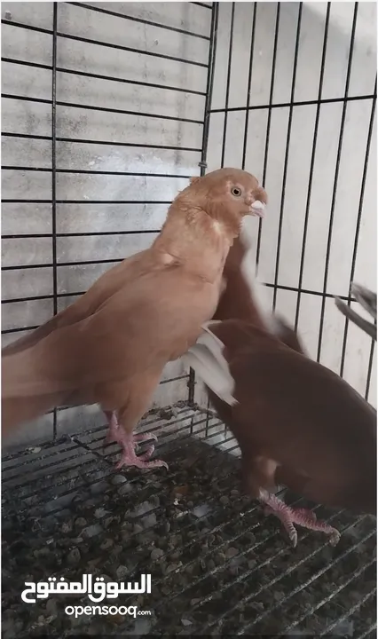 جوز كشكي اصفر طيره عجمية فحل هومر جوز مسكي