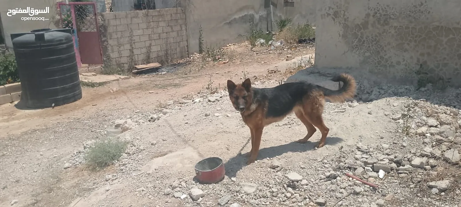 كلبه انثى جيرمن
