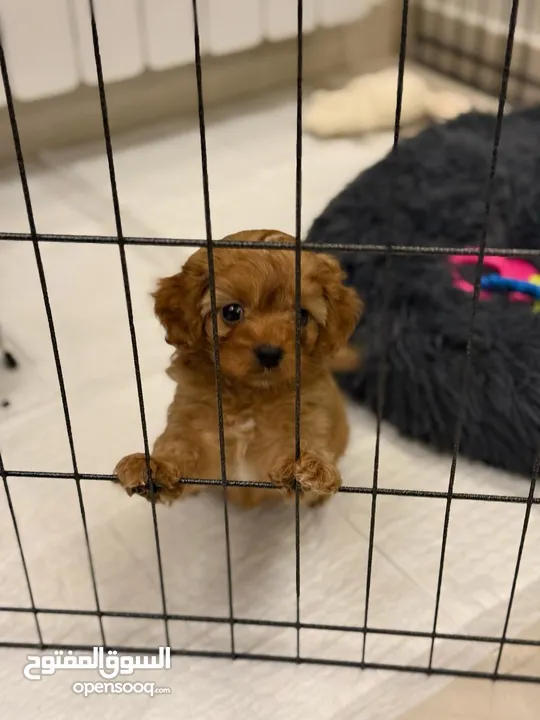 2 Month Old Maltipoo Puppy