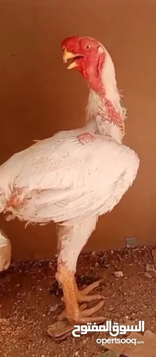 صيصان الماني