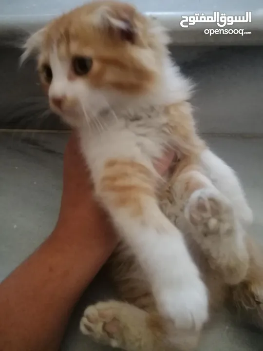 قط للبيع مع اغراضه