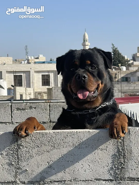 Rottweiler 4sale روت وايلر للبيع