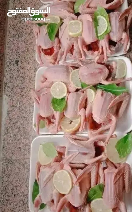 زغاليل لبيع حجم كبير طازج