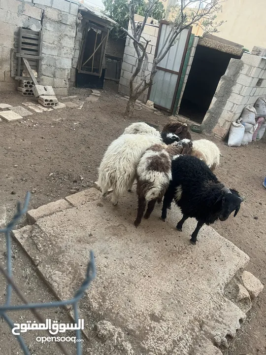 خرفان بلديه اضحيه او عقيقه للبيع بسعر مغري