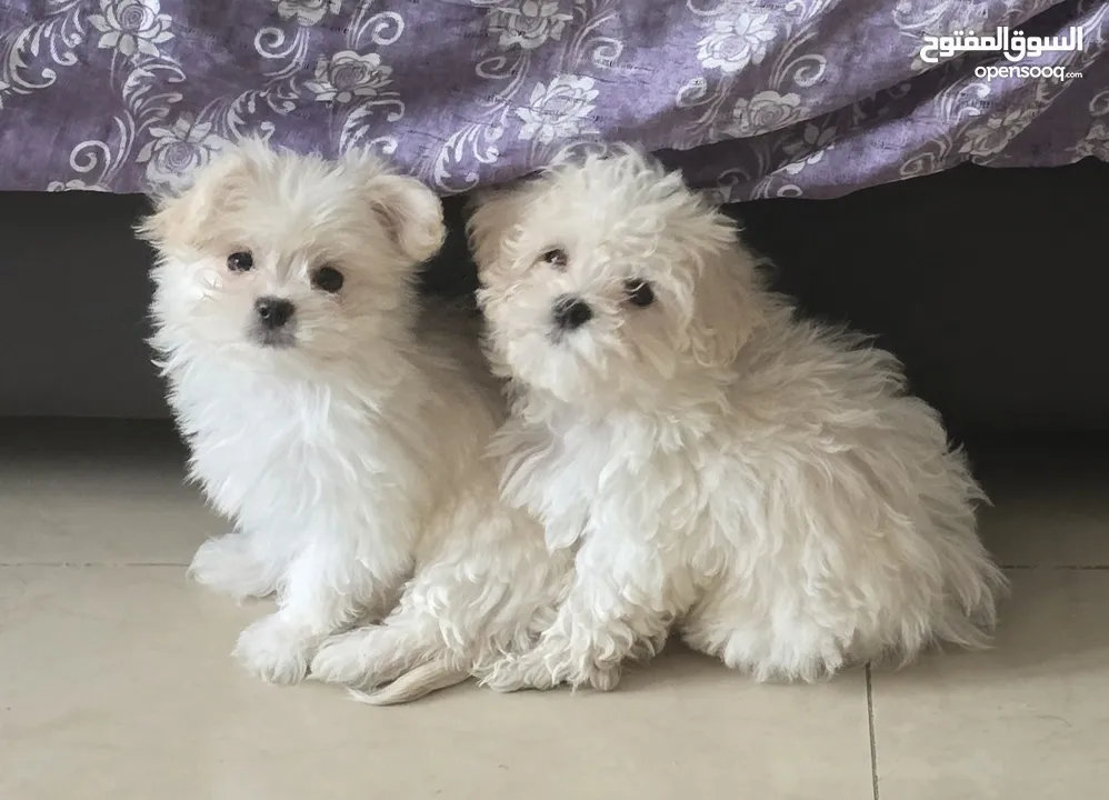 Maltese puppies. price negotiable if come directly to see. best puppies.