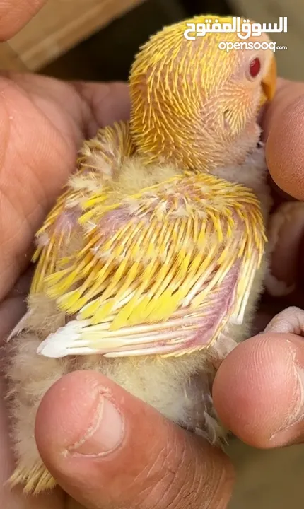 African Lovebird Chick