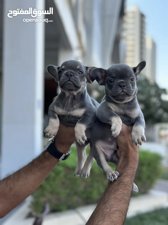 French bulldog puppies