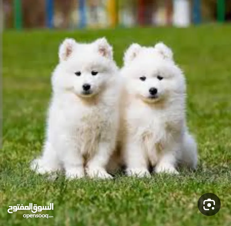مطلوب جرو سامويد بسعر حرق