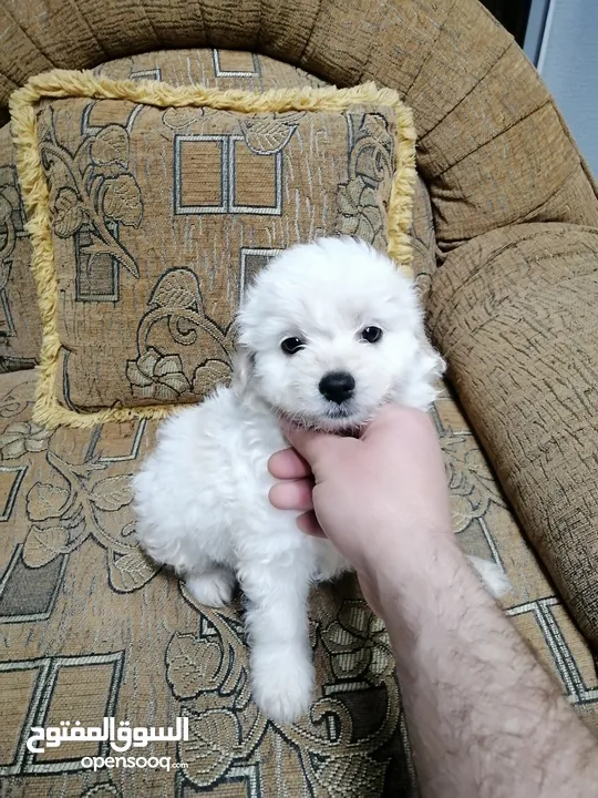 انثى فرنش تيرير عمر شهرين   puppy 2-months female - French Terrier