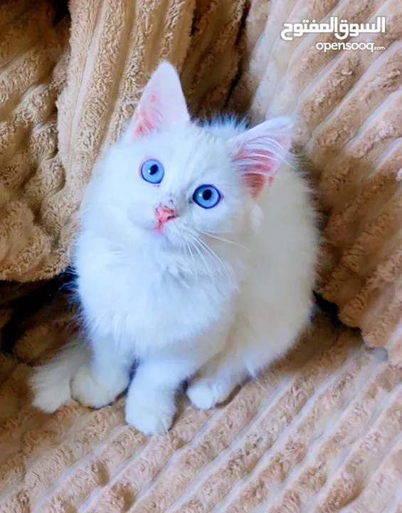 قطة شهرين  انثى  مكس شيرازي