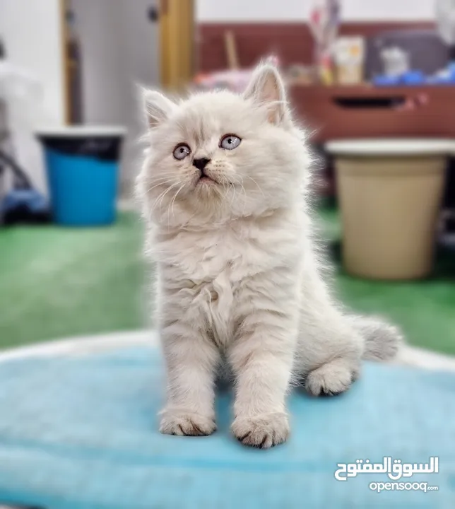 همالايا اقرا الوصف