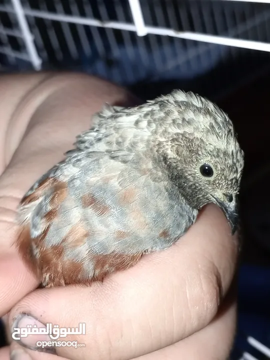 2ذكر سمان صيني (Button Quail) بحالة ممتاز، من طفرات نادرة وجميلة.