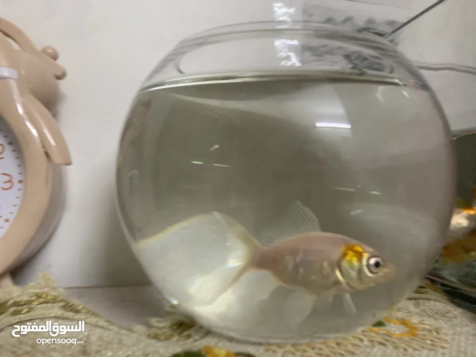 سمك للتبديل من سلحفاه برمائيه