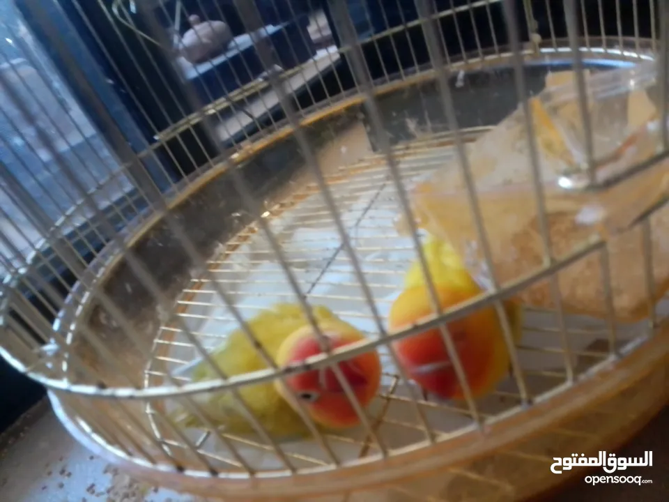 فيشر أخوة جاهزين التزاوج واحد ذكر و واحد انث بس ب 300 شيكل أليفين بس صاروا يعضو عشانهم مع بعض افصلهم