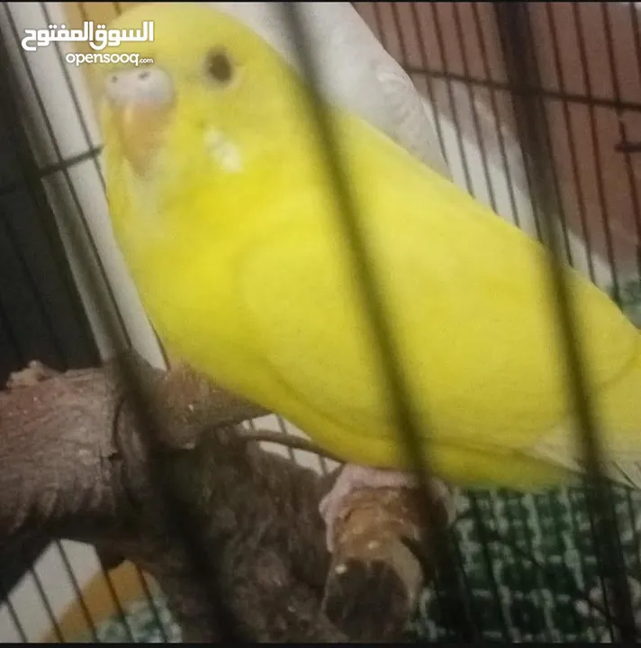 عصافير الحب(بادجي) جوز جاهز مع قفص كامل
