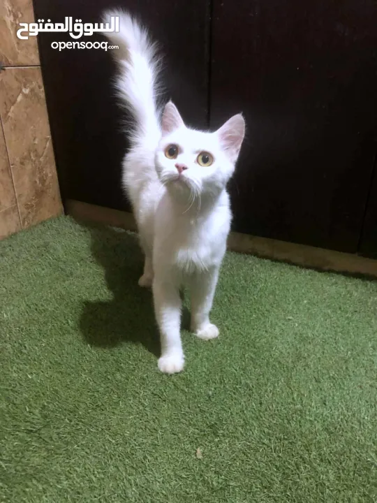 ذكر وانثى و5 قطط صغار