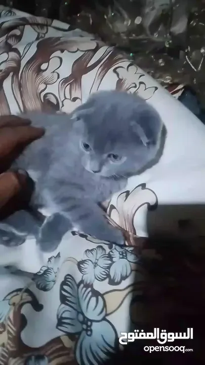 سكوتش فولد