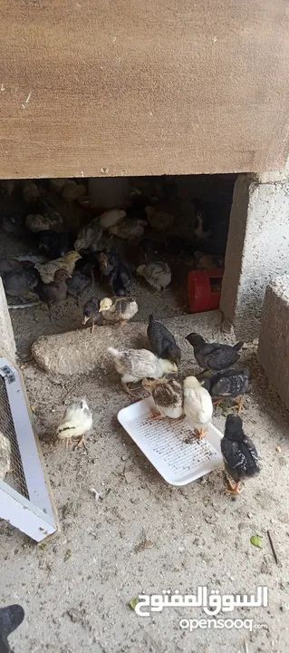 صوص جاج بلدي