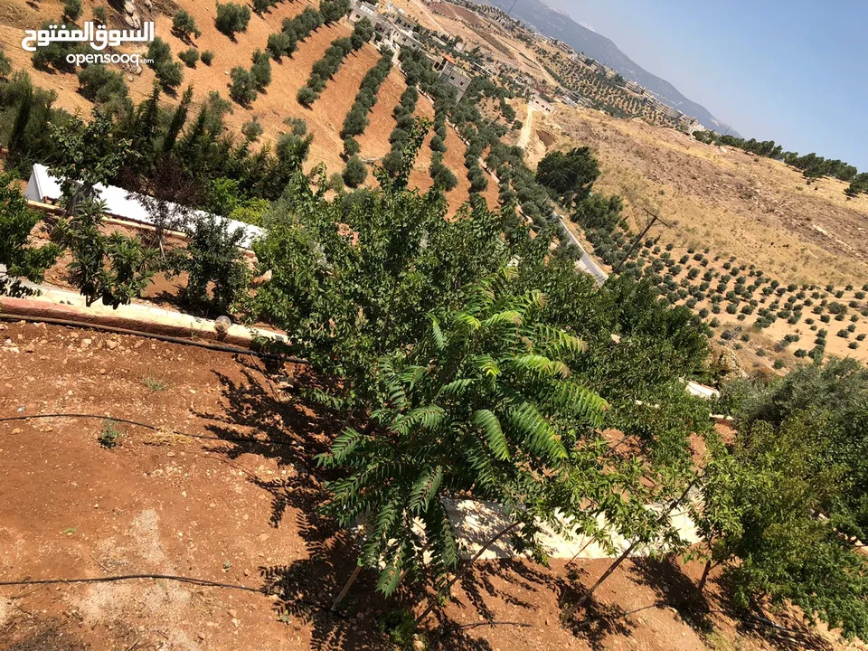 مزرعة تلعة الرز المصطبة  شمال عمان   