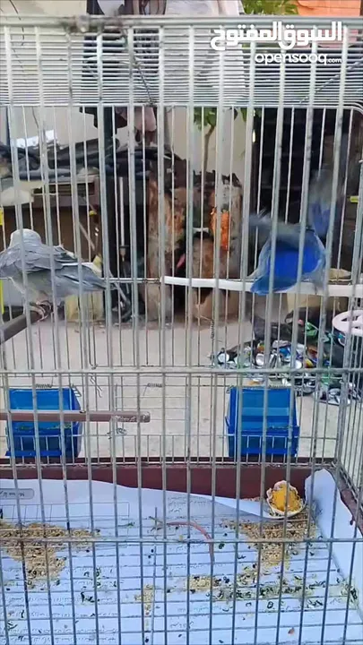 جوز طائر الروز