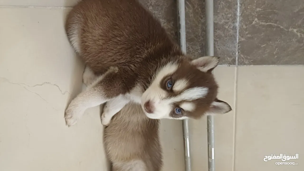 Siberian husky puppies blue eyes