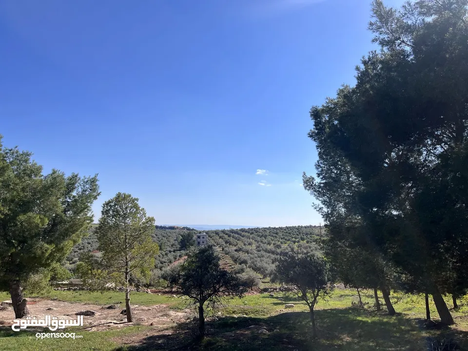فرصة العمر مزرعة زيتون راقية  طريق اربد عمان كافه الخدمات 17 دونم و نص منتجه