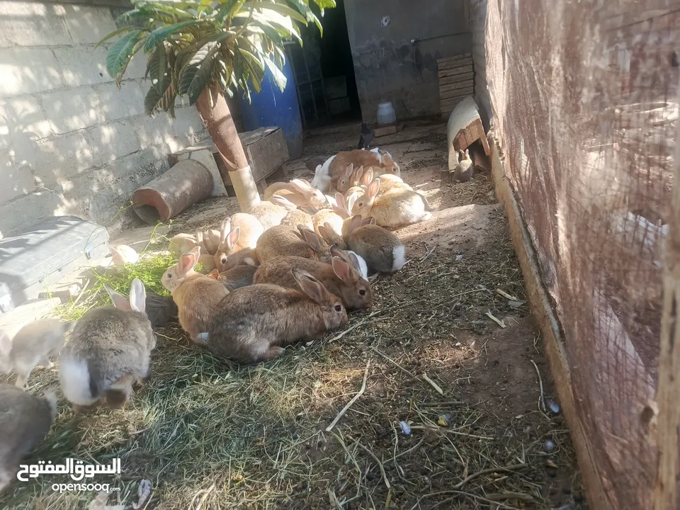 ارانب بلديه شغالة تربيه منزليه