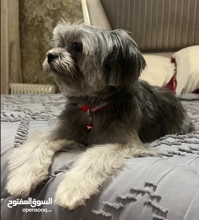 بيور شيتزو ، جميلة ، مطعمة ، مدربة ، pure shih tzu, Beautiful