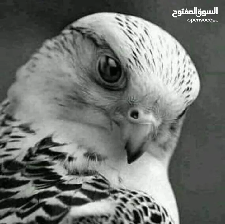 شقة البيع شارع 24