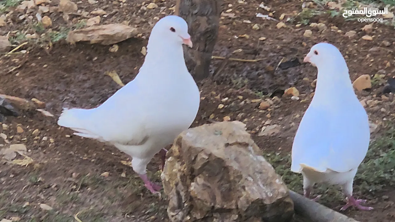 حمام فرنسي
