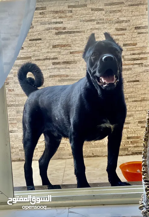 كين كورسو cane corso