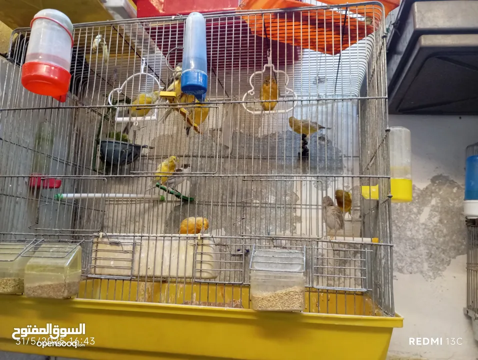 طيور كنارت وببغات للبيع