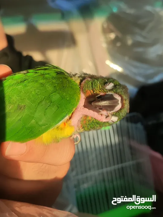 Green-cheek conure parrot - بغباغاء كونيور