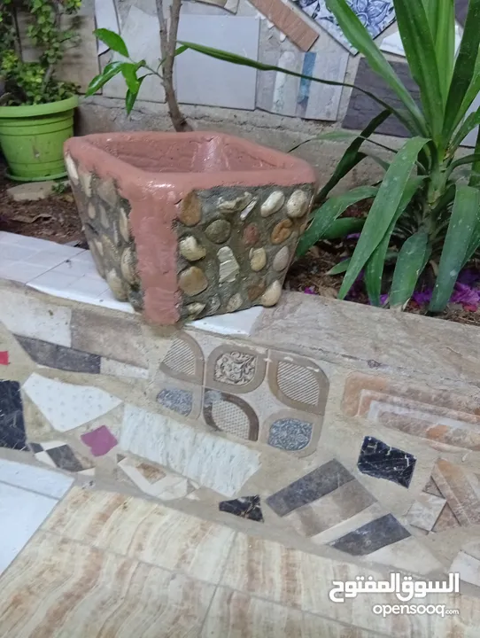 احواض زريعه اسمنتيه قابله للبدل على طيور