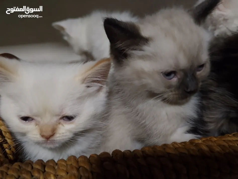 قطط للبيع السعار مشكله