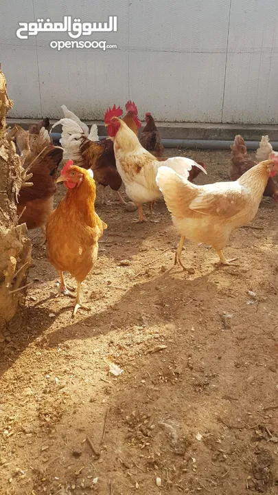 صوص لوهمان براون الالماني Lohman Brown  السلالة الاصلية
