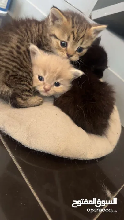 Kitten Scottish fold