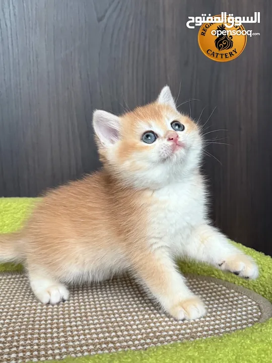 High-level British Shorthair kittens with pedigree