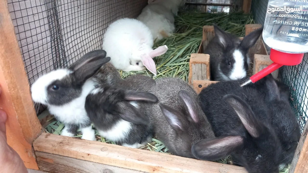 sell Rabbit  Holland Brit each 50 darhim