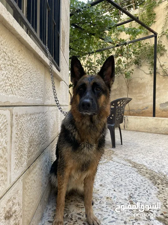 جراو جيرمن