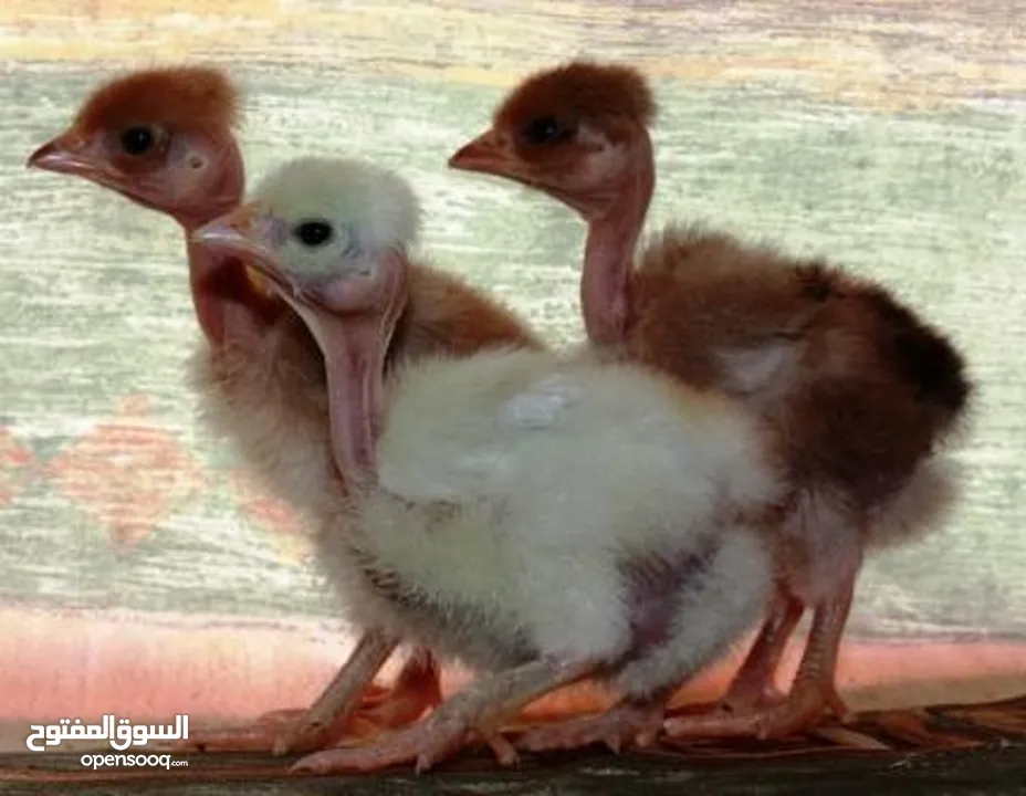صيصان ابو رقيبه 150 عمر شهر  وخمسين صوص بلدي