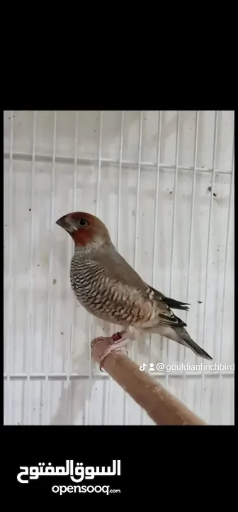 جوالدين فينش ريد هيد و يلو هيد