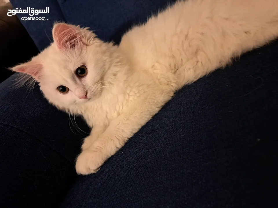 قط شيرازي Male pet Persian cat  ذكر. قابل للتفاوض  بأفضل الأسعار
