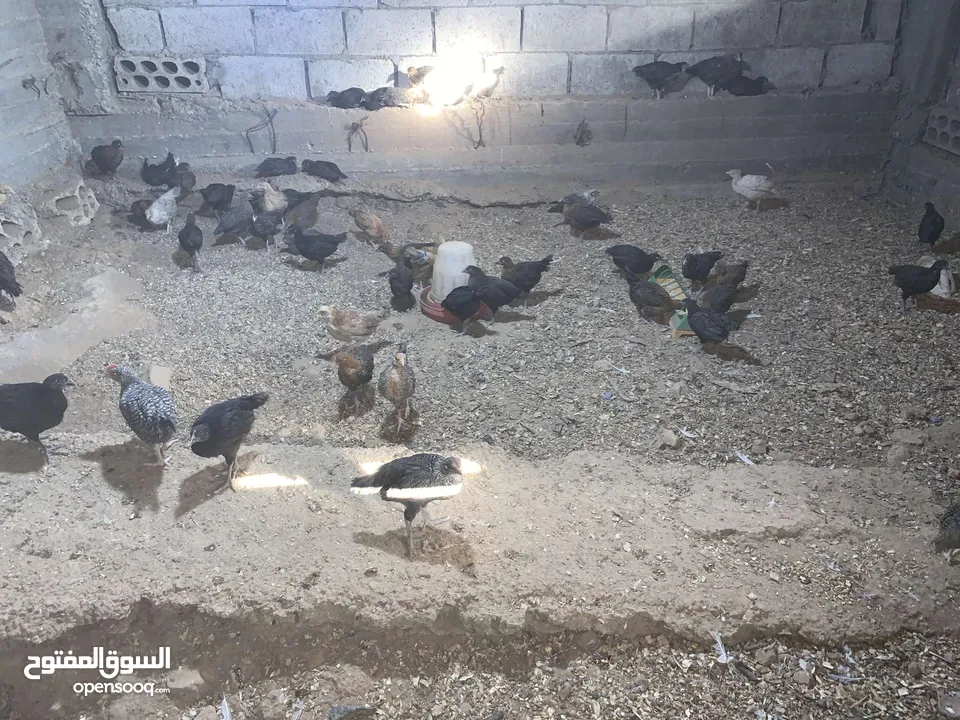 صيصان بلدي وبندوق براهمي...فراخ حبش هولندي جامبو...فراخ وديوك بلدي وباكستاني وفيومي ذهبي واسود