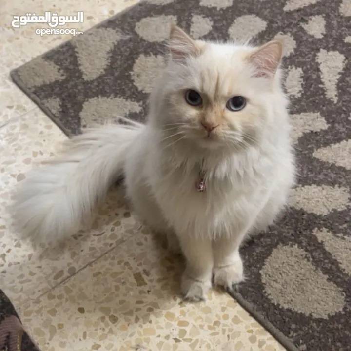 شيرازي للبيع عمرها سنة وشوي سعرها 600(قابل للتفاوض المعقول) اجتماعية وبترد عصحابها ومتعودة عالحمام