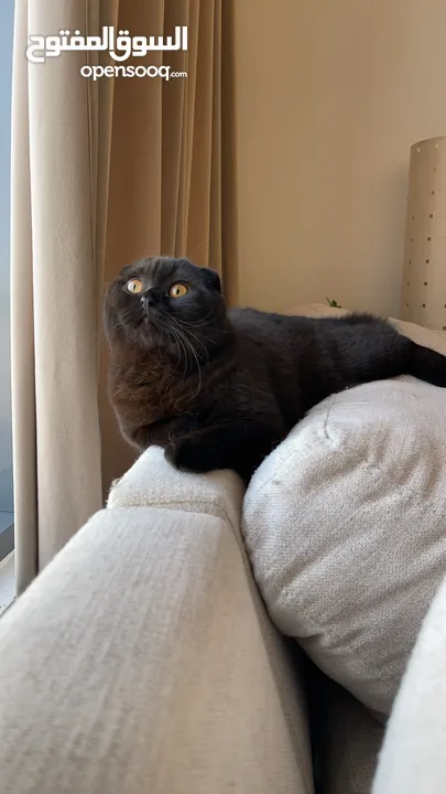 scottish fold black